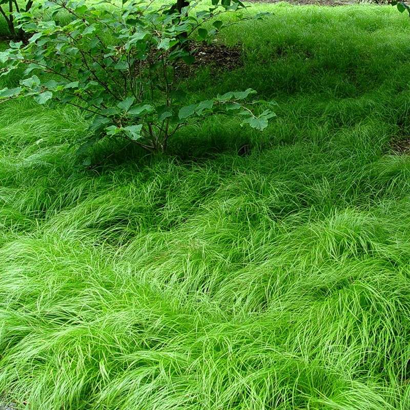 Pennsylvania Sedge Makes A Soft, Low-Maintenance Carpet