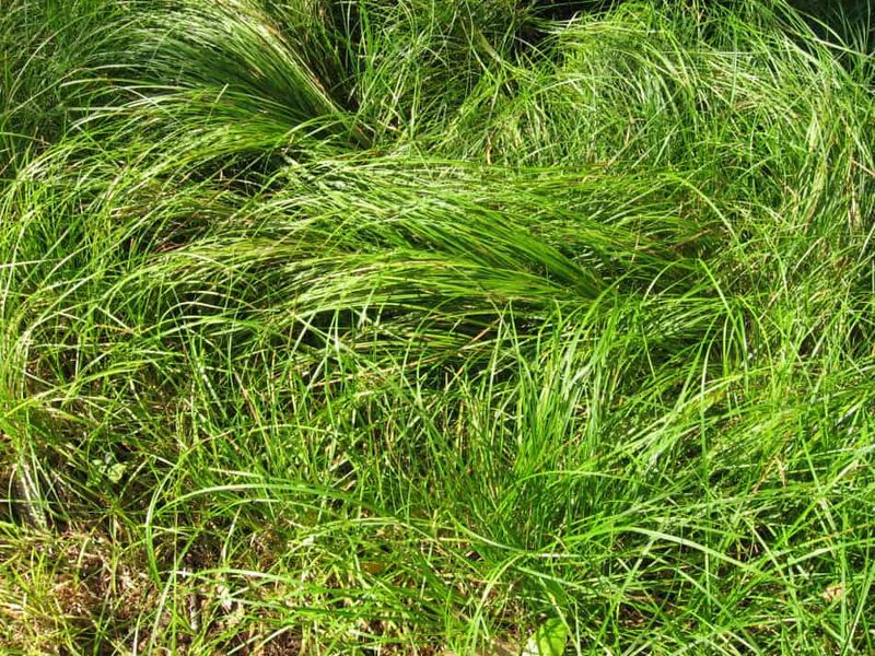 Pennsylvania Sedge Replaces Lawn In Dry Shade