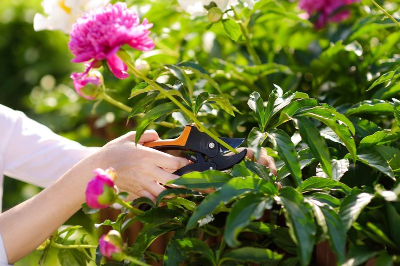 Peonies Benefit From A Clean Cut In Fall Peonies Benefit From A Clean Cut In Fall