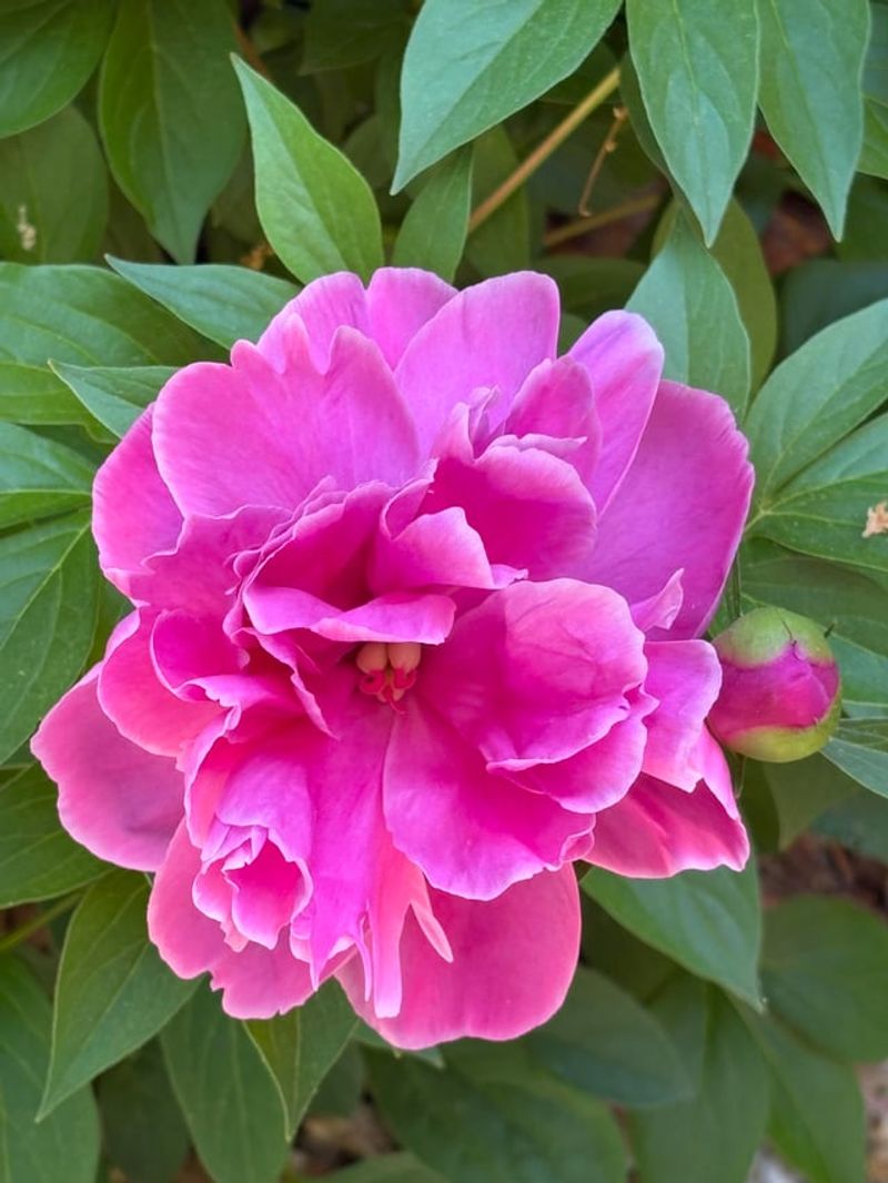 Peonies For Big, Fragrant June Blooms Peonies For Big, Fragrant June Blooms