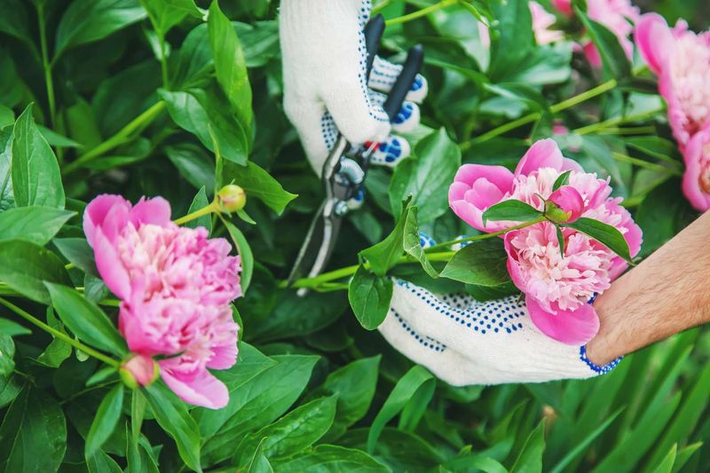 Peonies, Hostas And Daylilies Can Be Cut Back Now