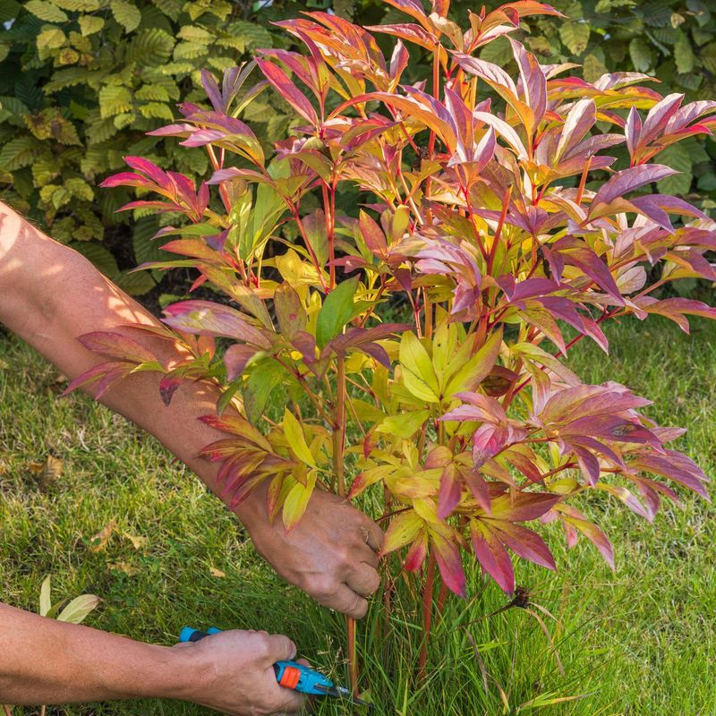 Peonies Need A Clean Cut After Frost