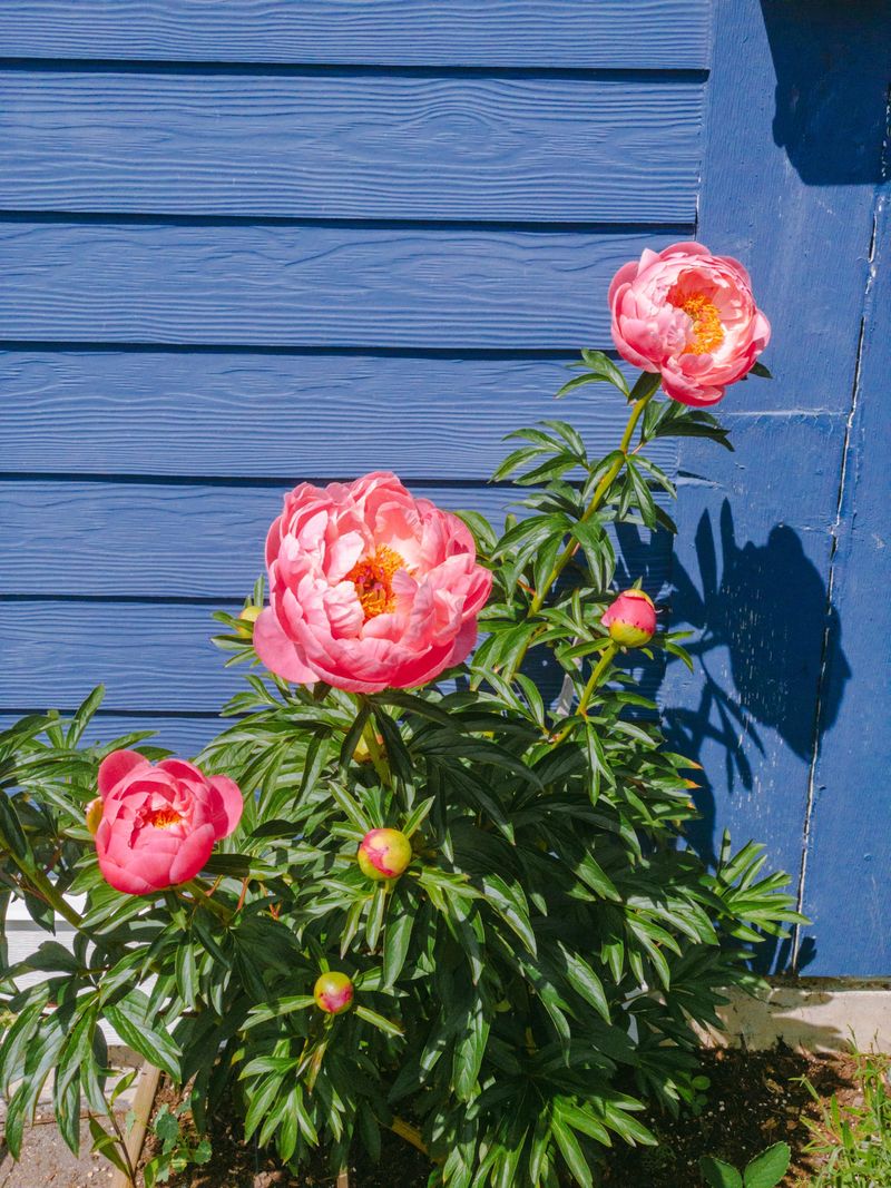 Peonies Need Plenty Of Direct Sun For Strong Flowering