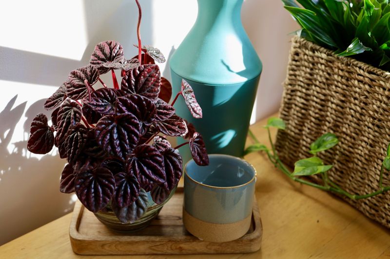 Peperomia Offering Easy Care Texture Peperomia Offering Easy Care Texture