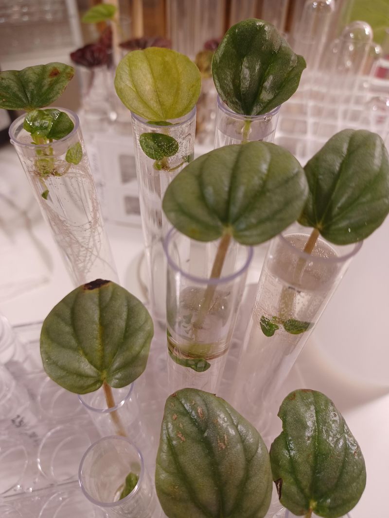 Peperomia Roots From Simple Stem Cuttings Peperomia Roots From Simple Stem Cuttings