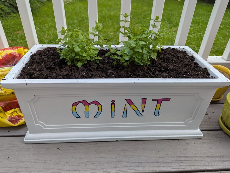 Peppermint Is The Herb Gardeners Swear By