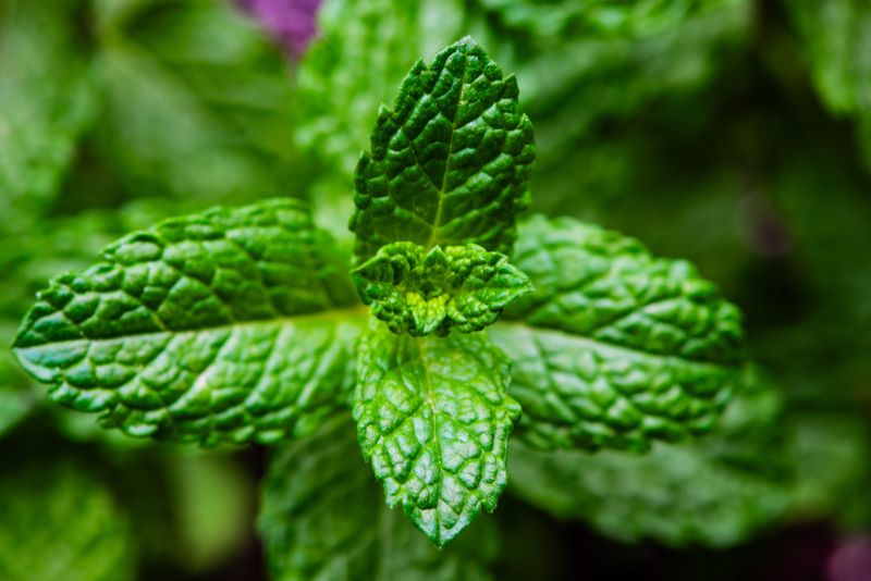 Peppermint Oil For A Minty Defense Peppermint Oil For A Minty Defense