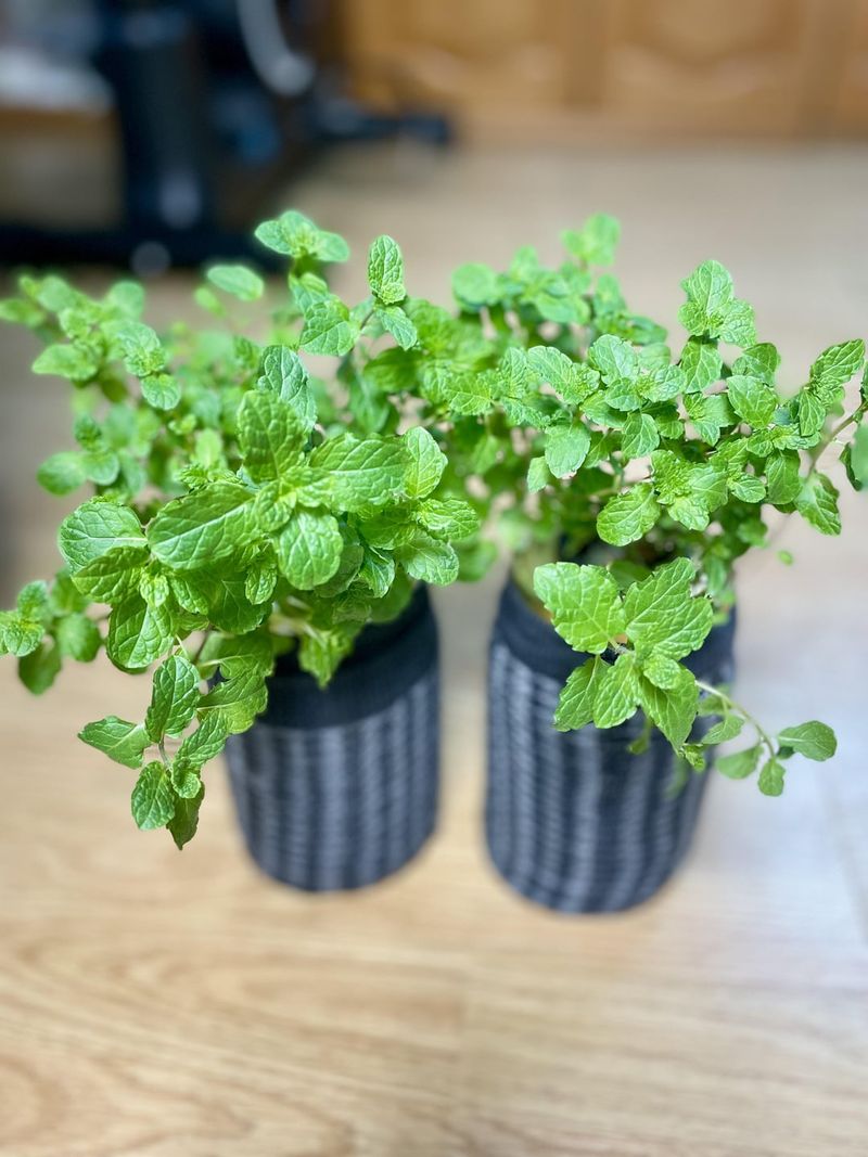 Peppermint Sends Them Packing