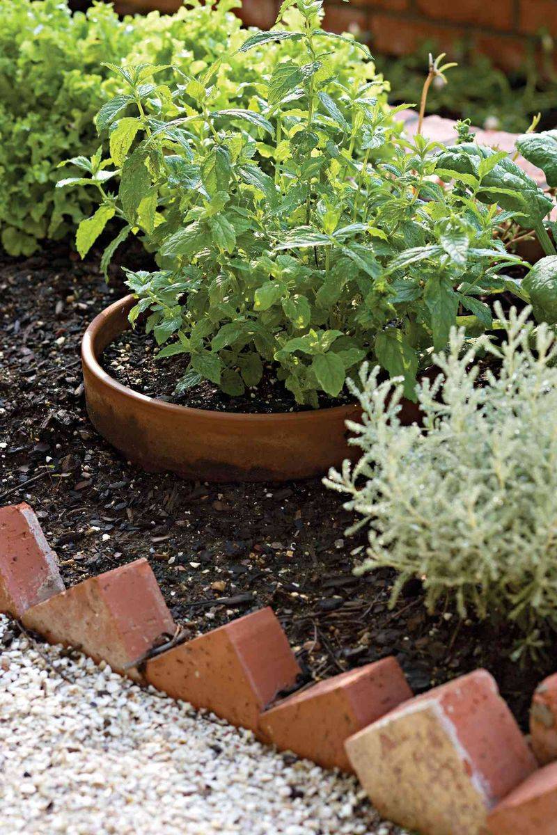 Peppermint in Containers