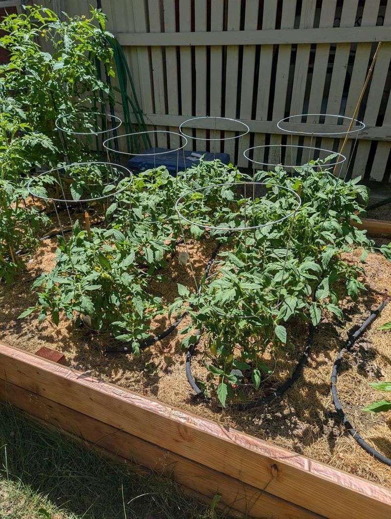 Peppers And Bush Tomatoes Fit Well