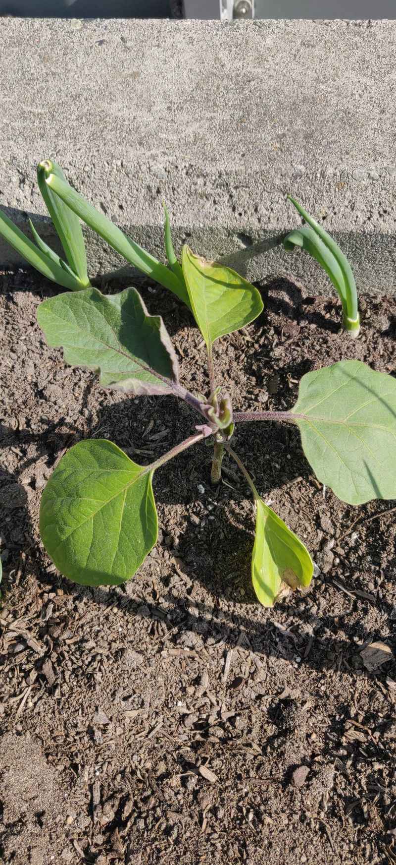 Peppers And Eggplants With Verticillium Wilt Peppers And Eggplants With Verticillium Wilt