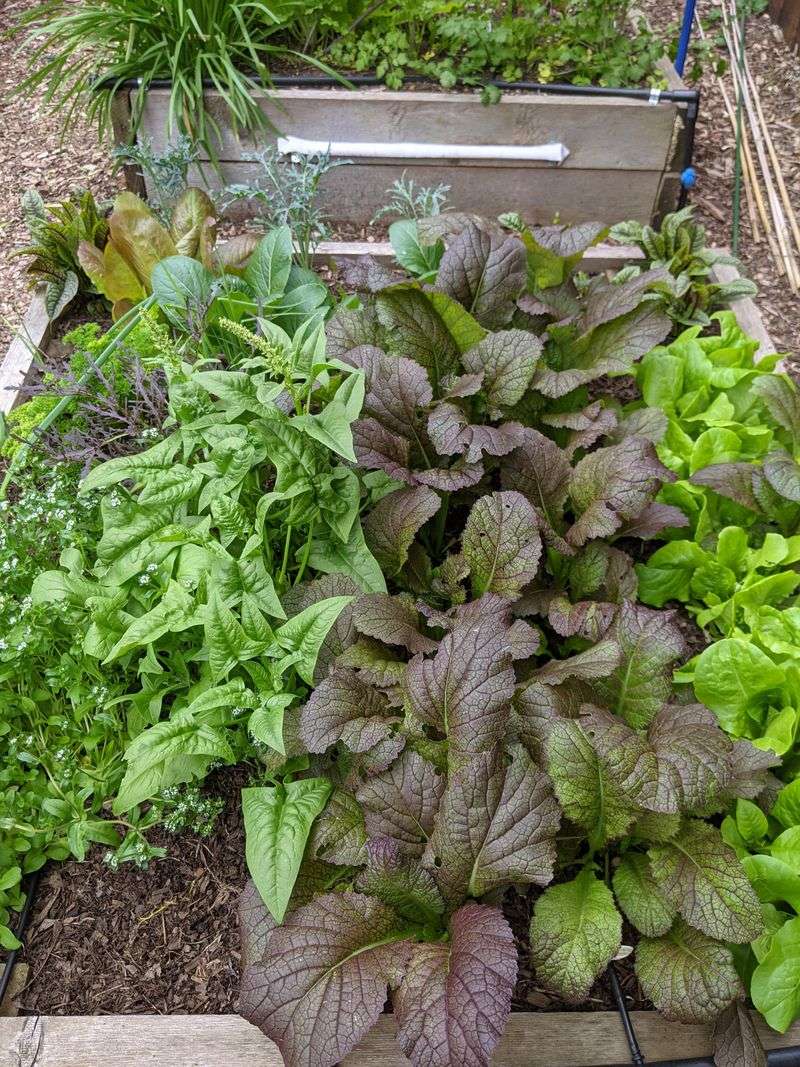 Peppery Leaves Add A Bold Flavor To Fresh And Cooked Dishes
