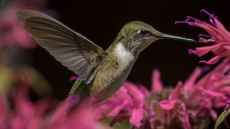 Perches And Insects Add More Than Nectar Alone Can Provide Perches And Insects Add More Than Nectar Alone Can Provide