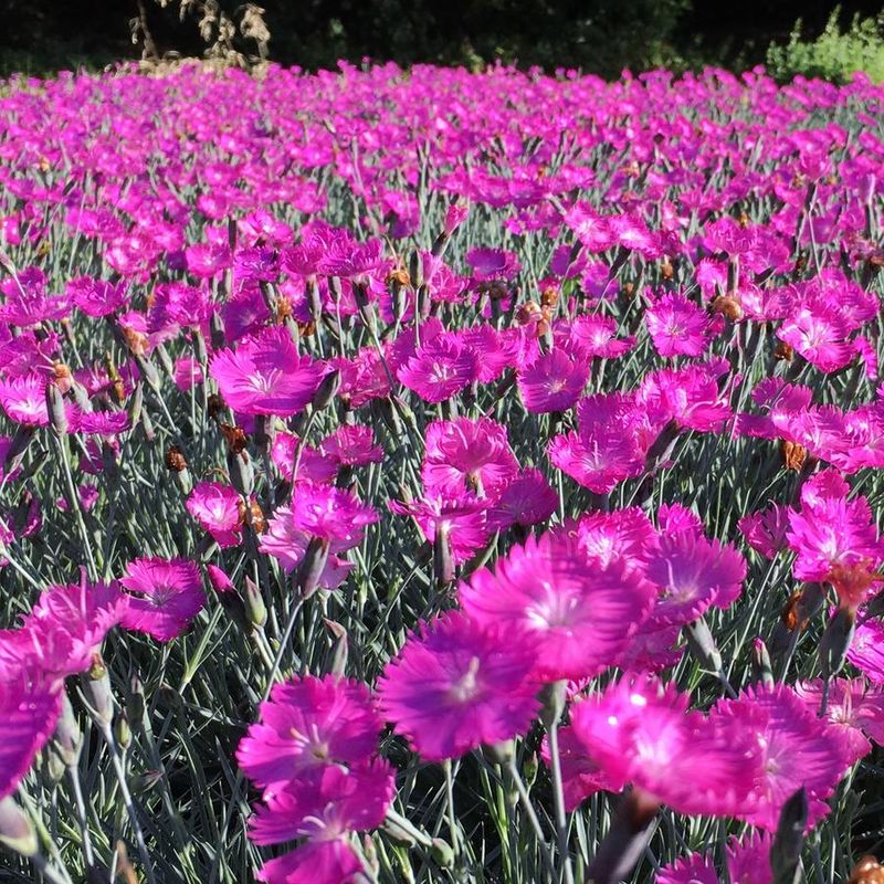 Perennial Pinks Return Year After Year Perennial Pinks Return Year After Year