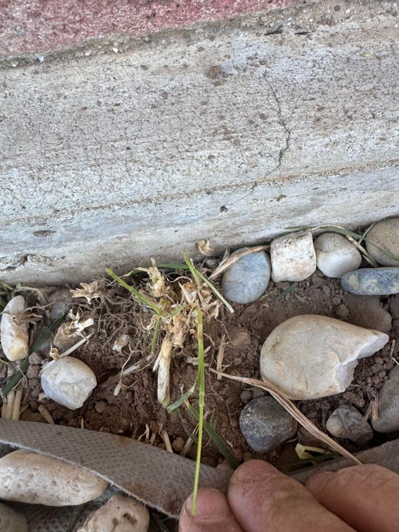 Perennial Roots Push Up From Below Perennial Roots Push Up From Below