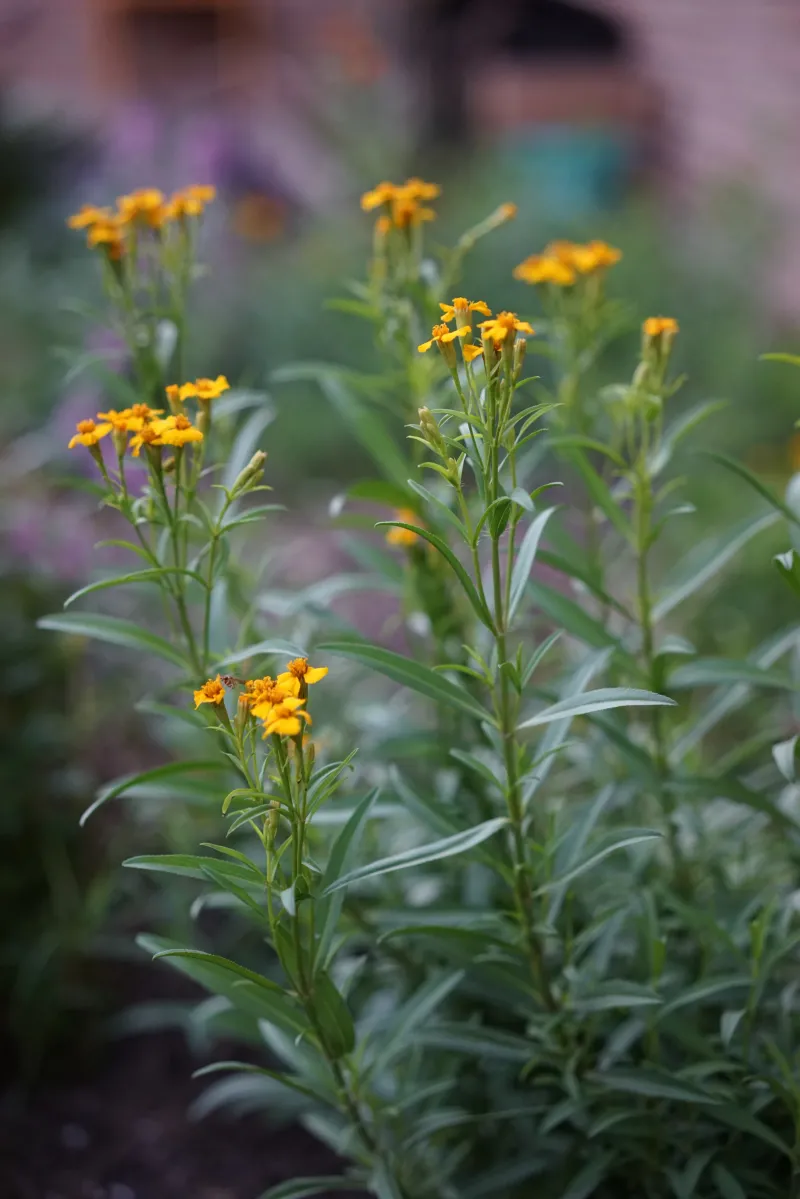 Perfect Planting Window For Early Fall