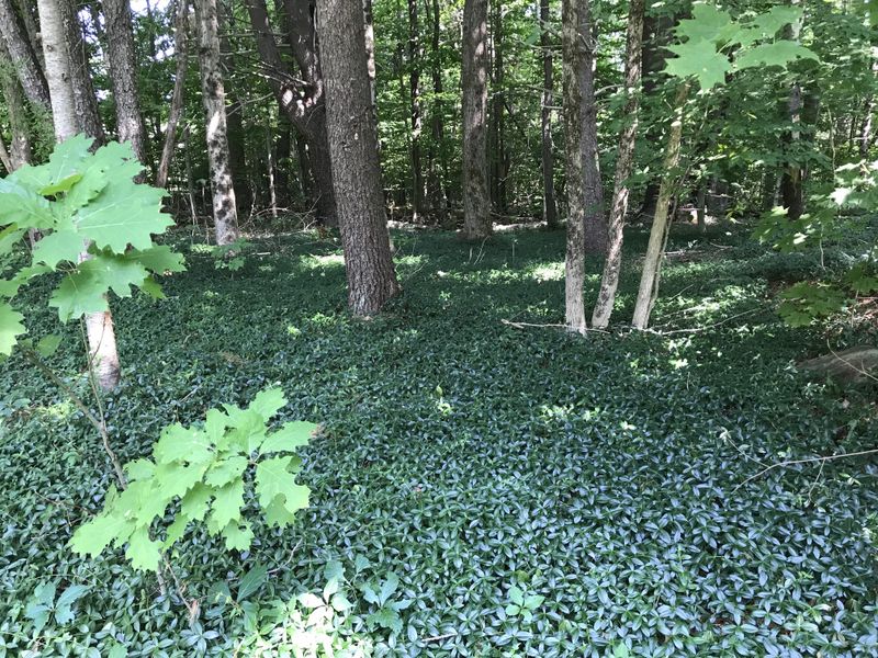 Periwinkle, Charming Until It Escapes Periwinkle, Charming Until It Escapes