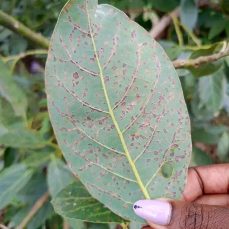 Persea Mites Speckle The Leaves Persea Mites Speckle The Leaves