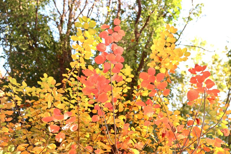Persian Ironwood Wears Multicolored Leaves Persian Ironwood Wears Multicolored Leaves