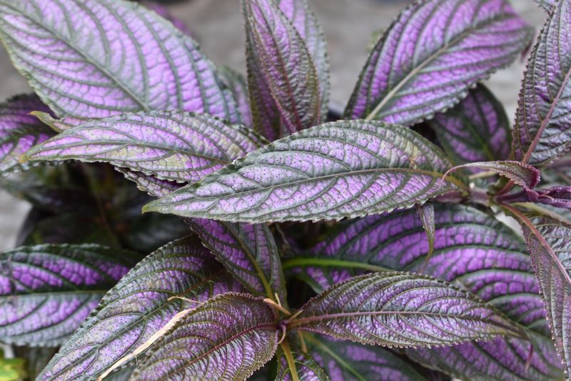 Persian Shield For Shimmering Purple Foliage Persian Shield For Shimmering Purple Foliage