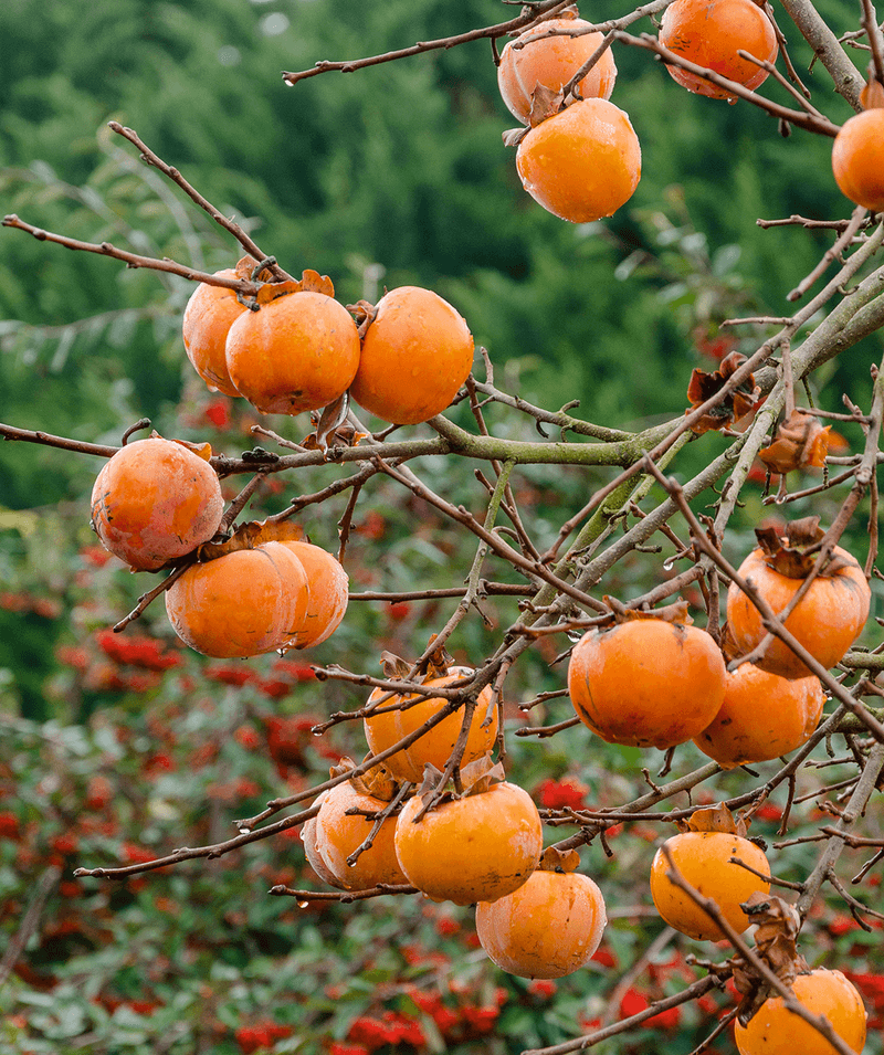 Persimmon Needs Less After Harvest Persimmon Needs Less After Harvest