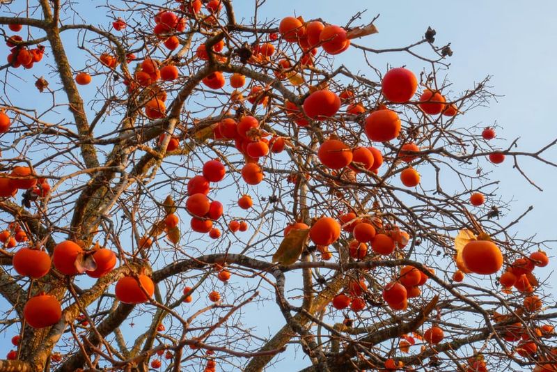 Persimmon Persimmon