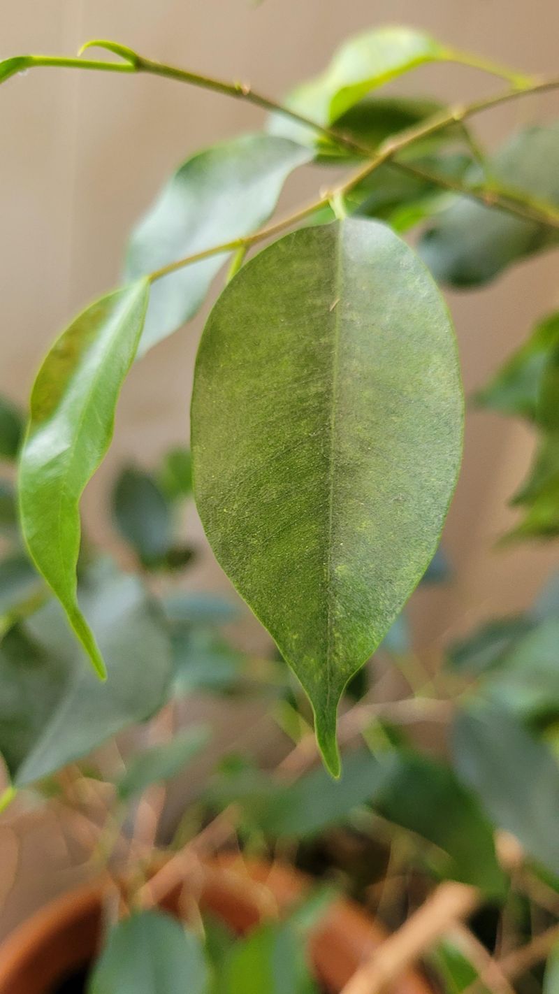 Pest And Disease Pressure Often Differs