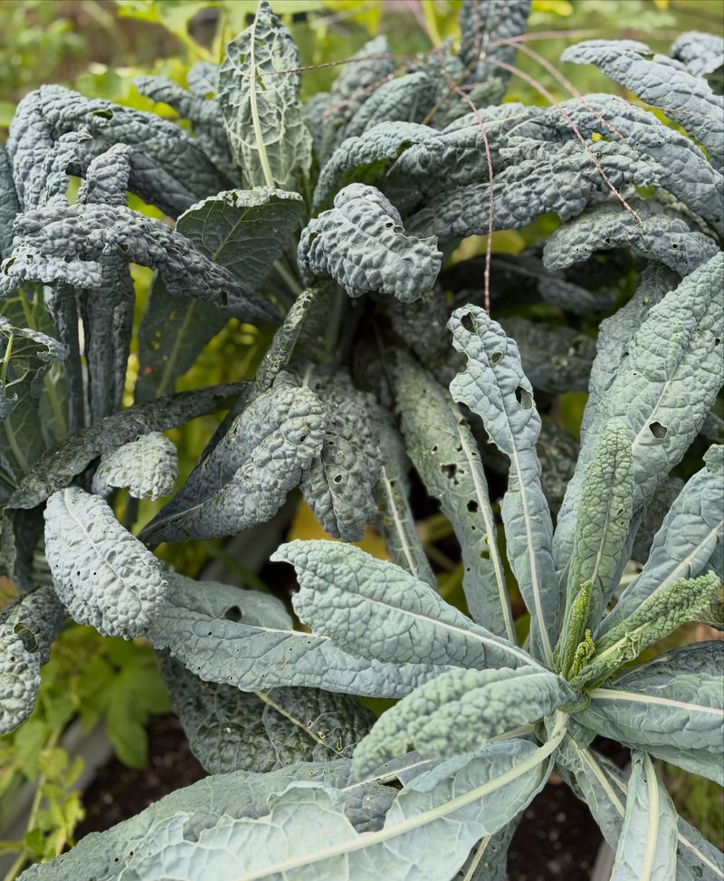 Pest Problems Fade As It Gets Colder
