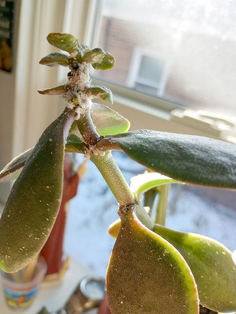 Pests Are Feeding On It
