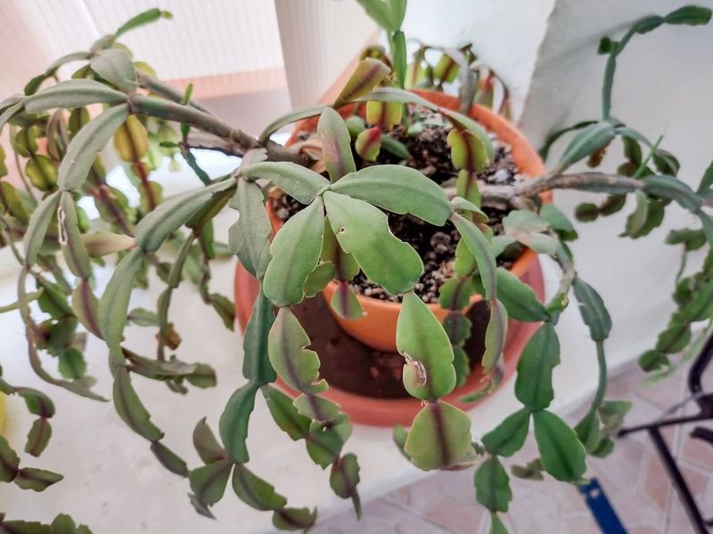 Pests Can Drain The Plant’s Strength Pests Can Drain The Plant’s Strength
