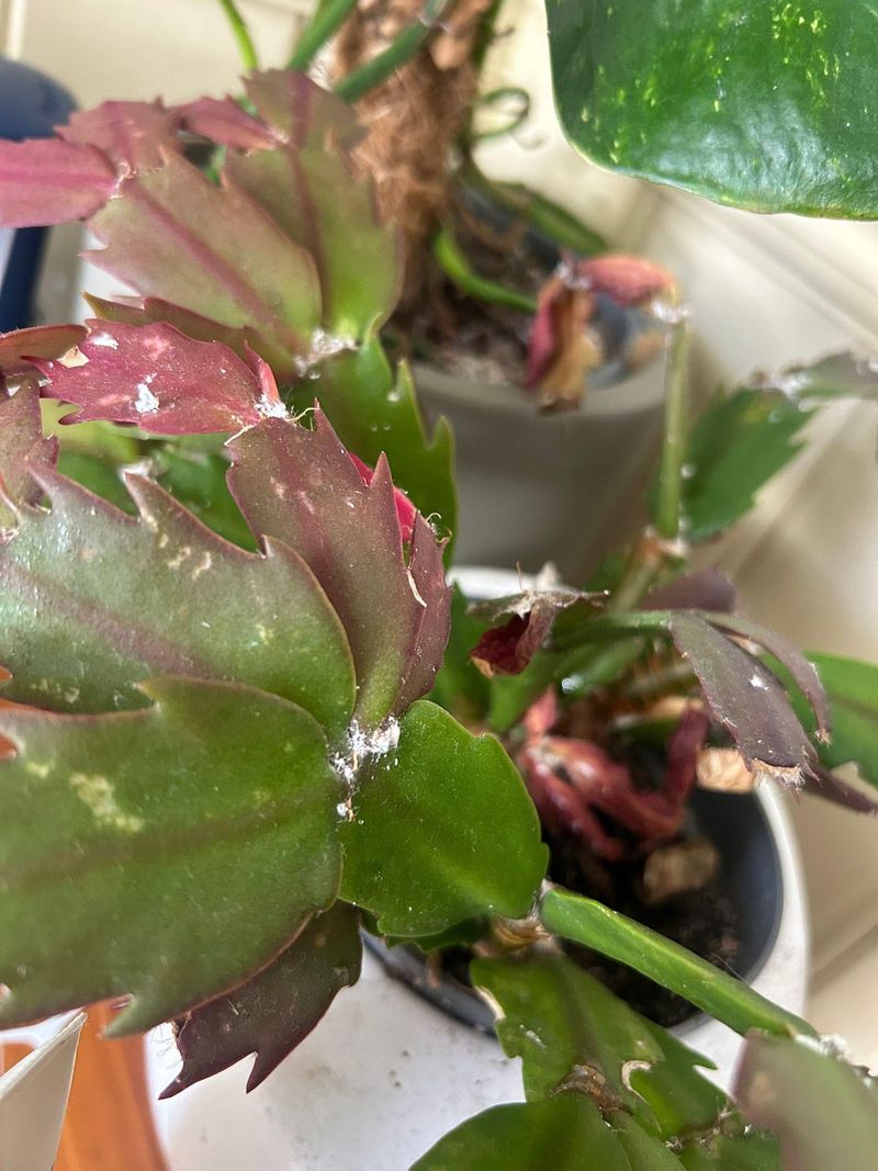 Pests Like Mealybugs Drain Sap Pests Like Mealybugs Drain Sap