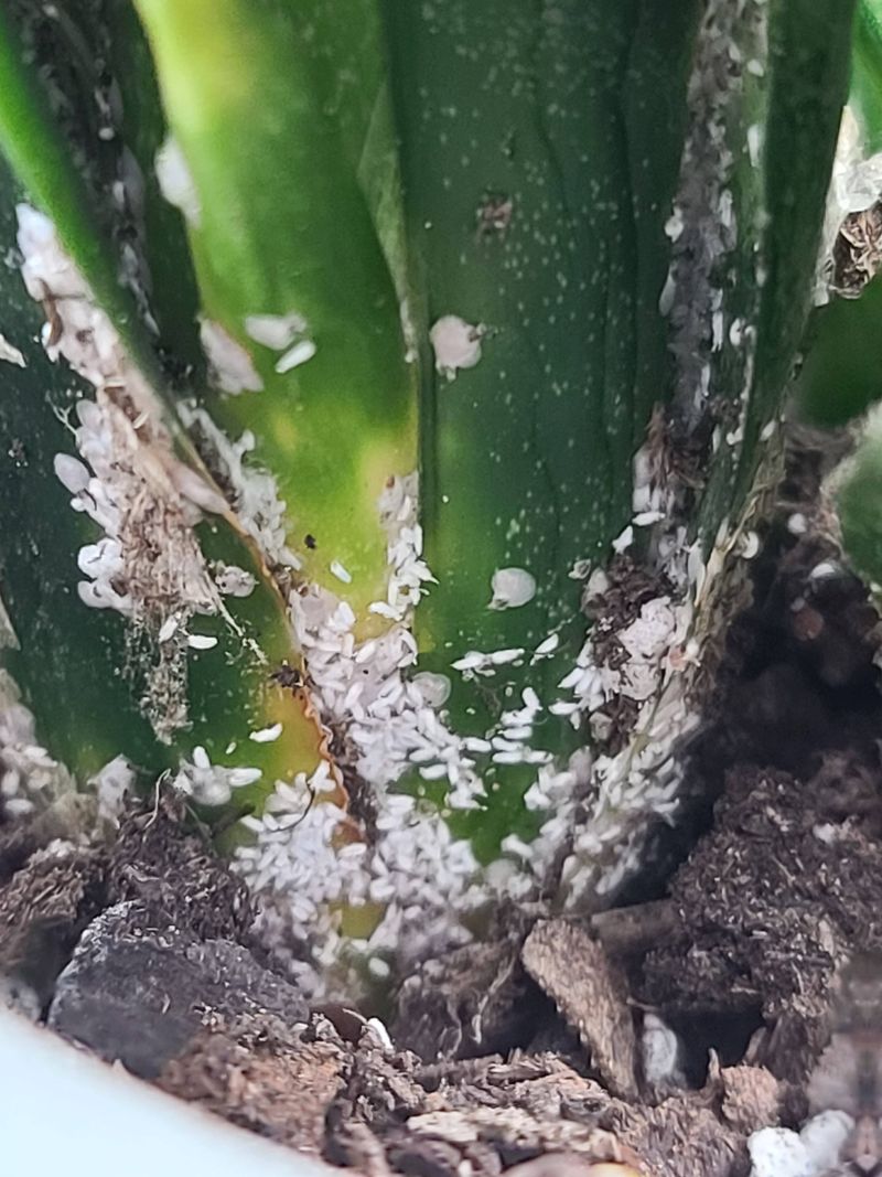 Pests May Be Feeding Unnoticed