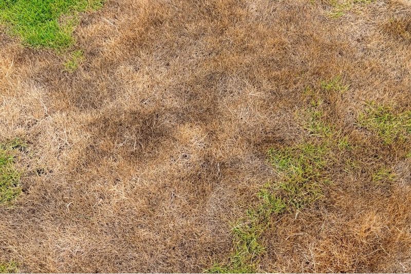 Pests Or Disease Thin The Stand