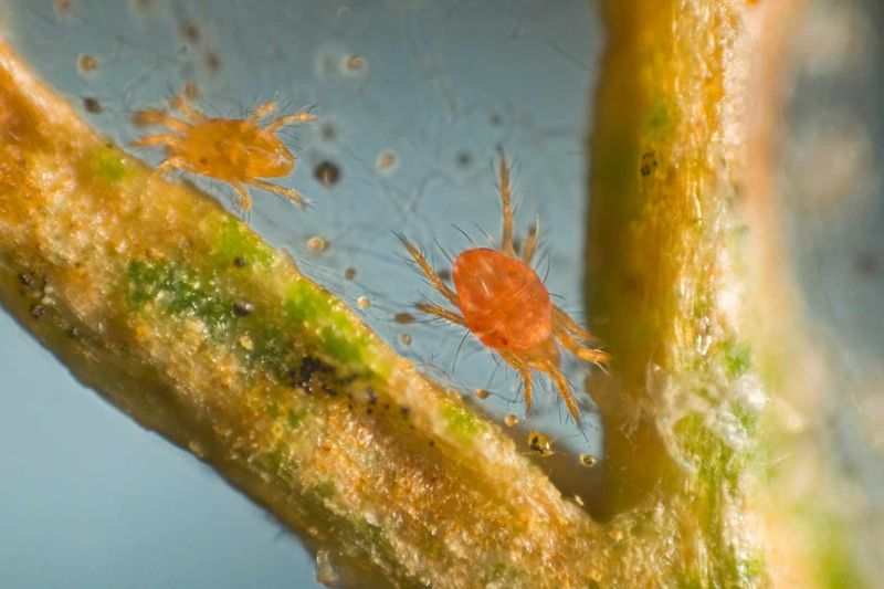 Pests Stay Active In Warm Spells
