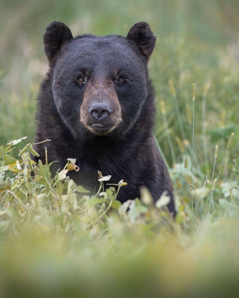 Pet Food And Unsecured Trash Can Keep Bears Coming Back