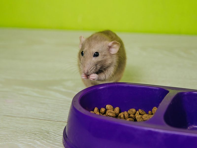 Pet Food, Birdseed, and Trash Cans Pet Food, Birdseed, and Trash Cans