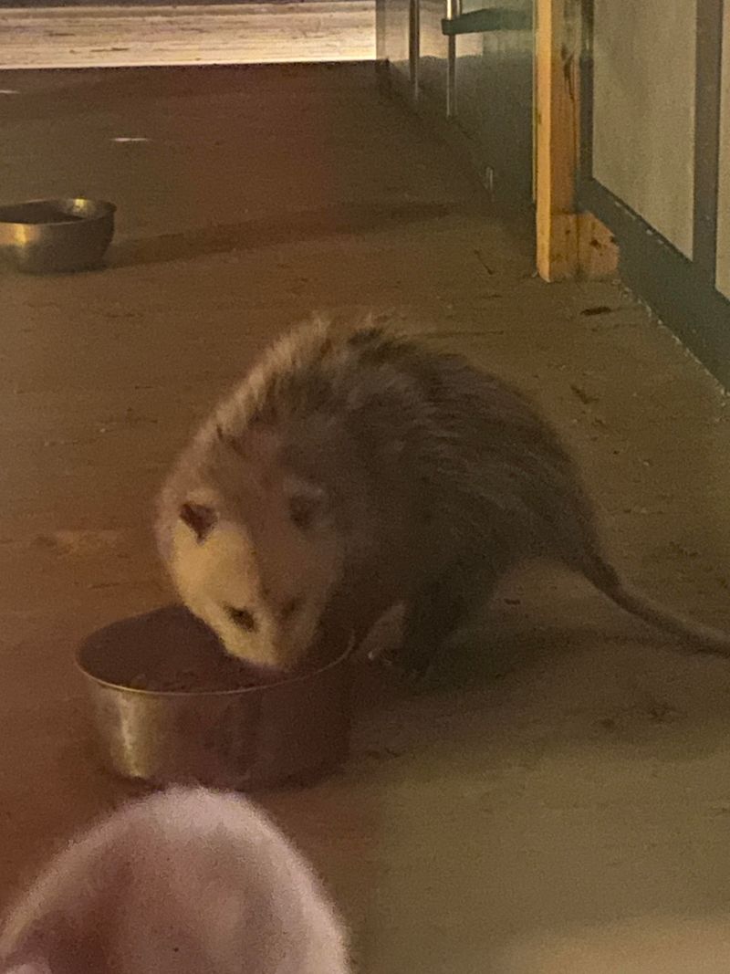 Pet Food Left Out Is A Common Draw Pet Food Left Out Is A Common Draw