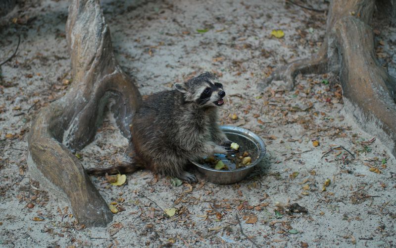 Pet Food Left Outside Pet Food Left Outside