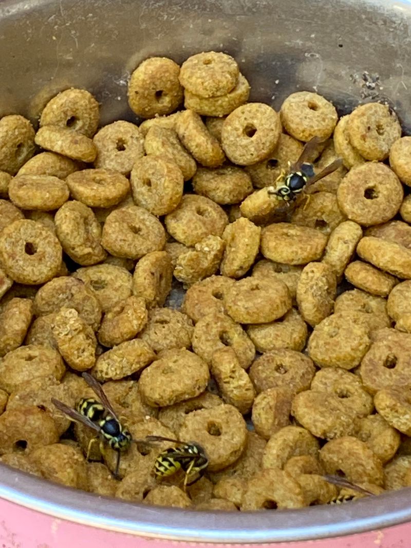 Pet Food Left Outside Attracts Yellowjackets