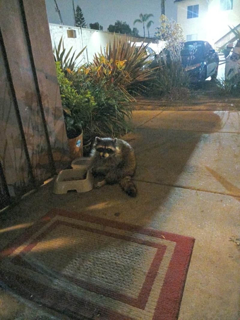 Pet Food Left Outside Draws Them In