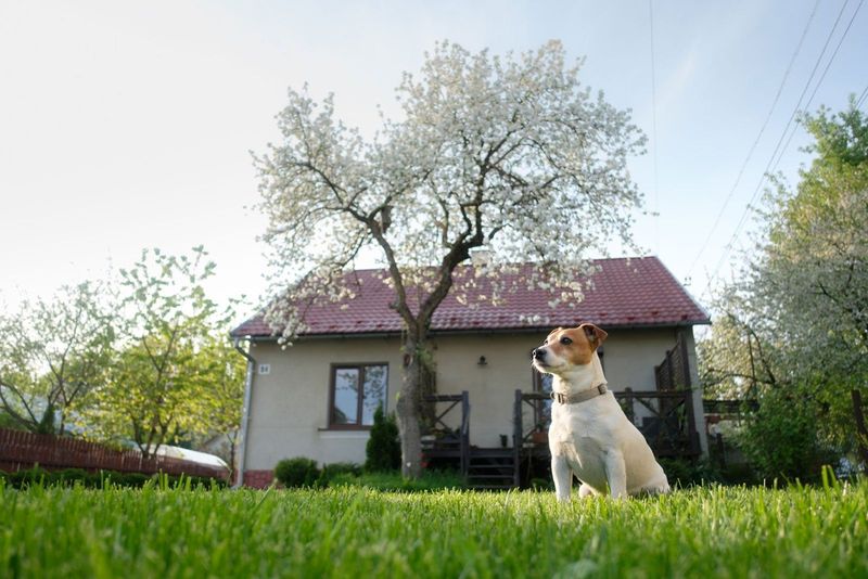 Pet-Friendly Yards Matter To Many New York Dog Owners