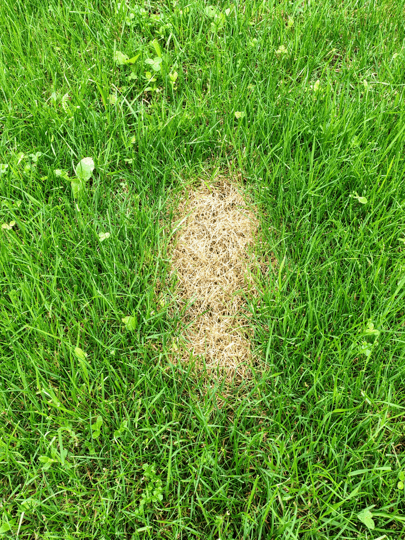 Pet Spots That Respond To A Light Dusting Pet Spots That Respond To A Light Dusting