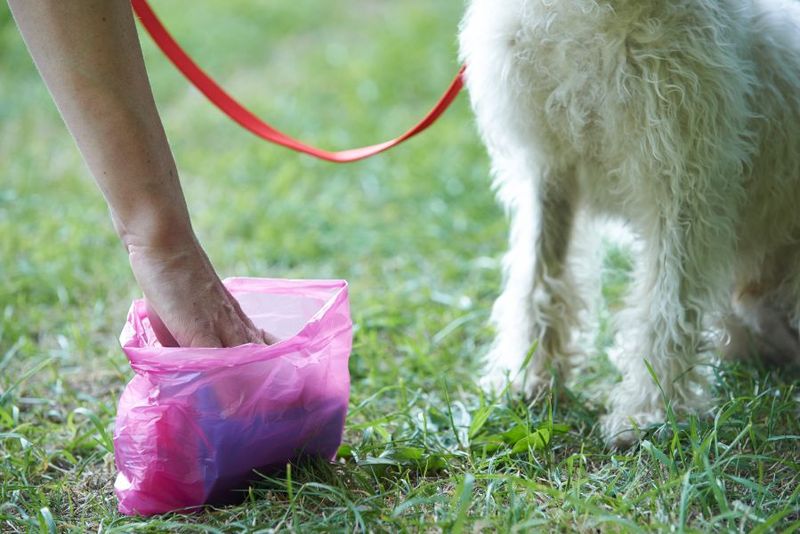 Pet Waste