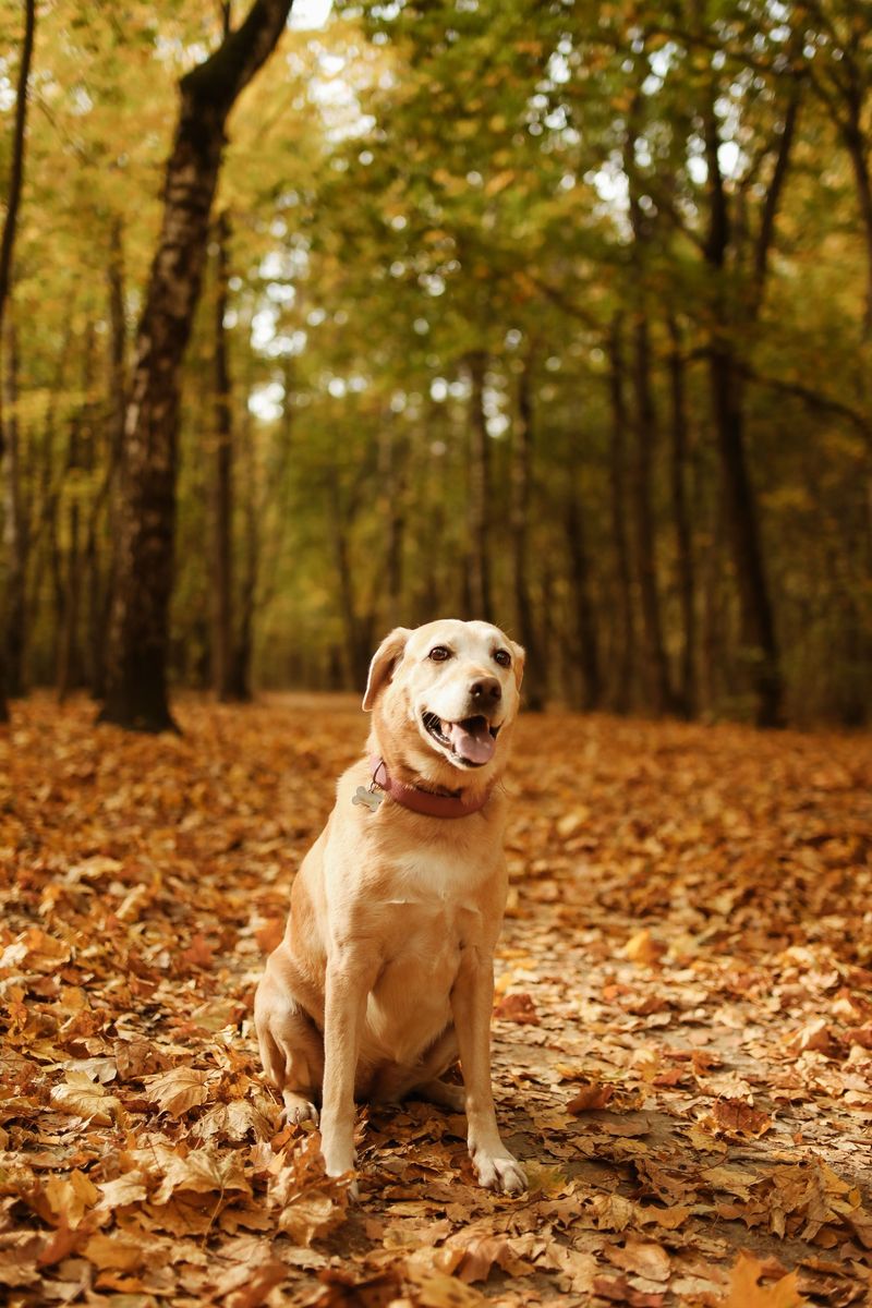 Pets Can Carry Ticks Indoors Pets Can Carry Ticks Indoors