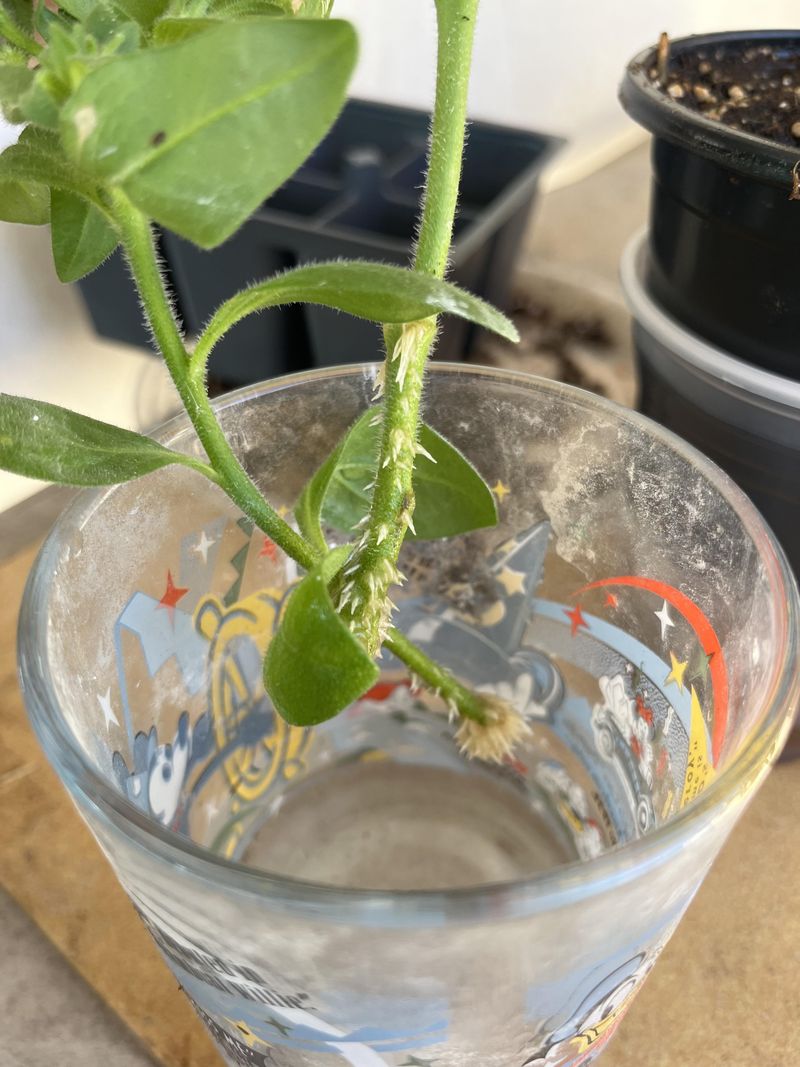 Petunias From Healthy, Non-Flowering Tips