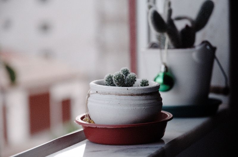 Peyote Cactus On The Windowsill Peyote Cactus On The Windowsill