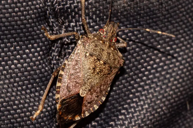 Pheromones Draw Other Bugs To The Same Spot Pheromones Draw Other Bugs To The Same Spot