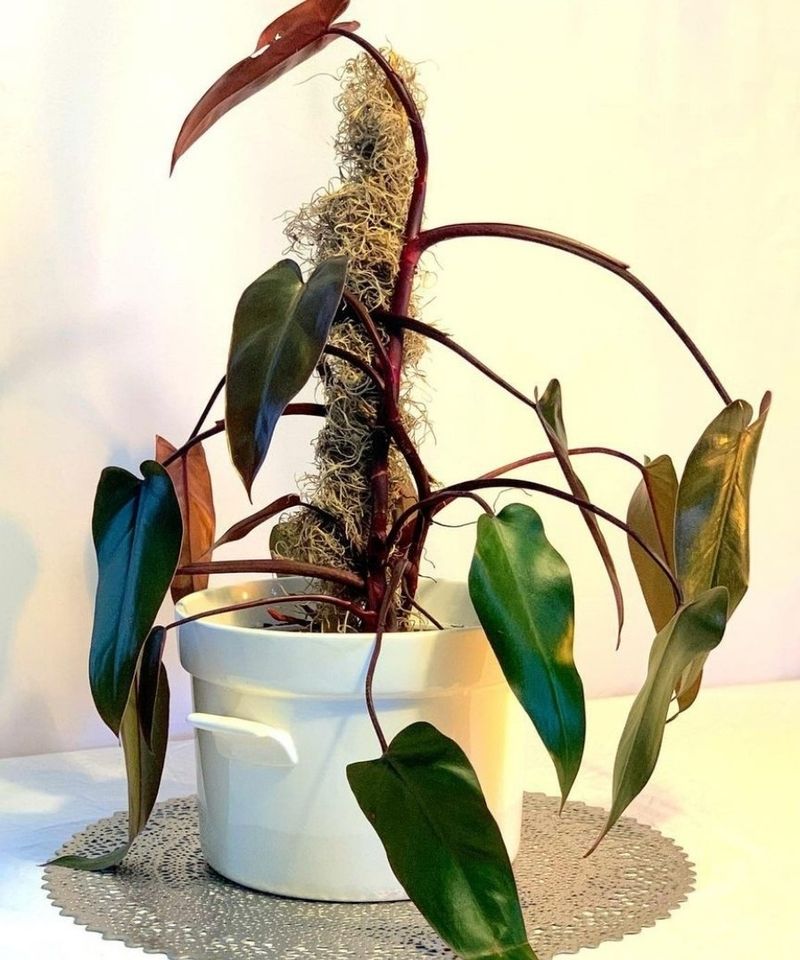 Philodendron Bloody Mary