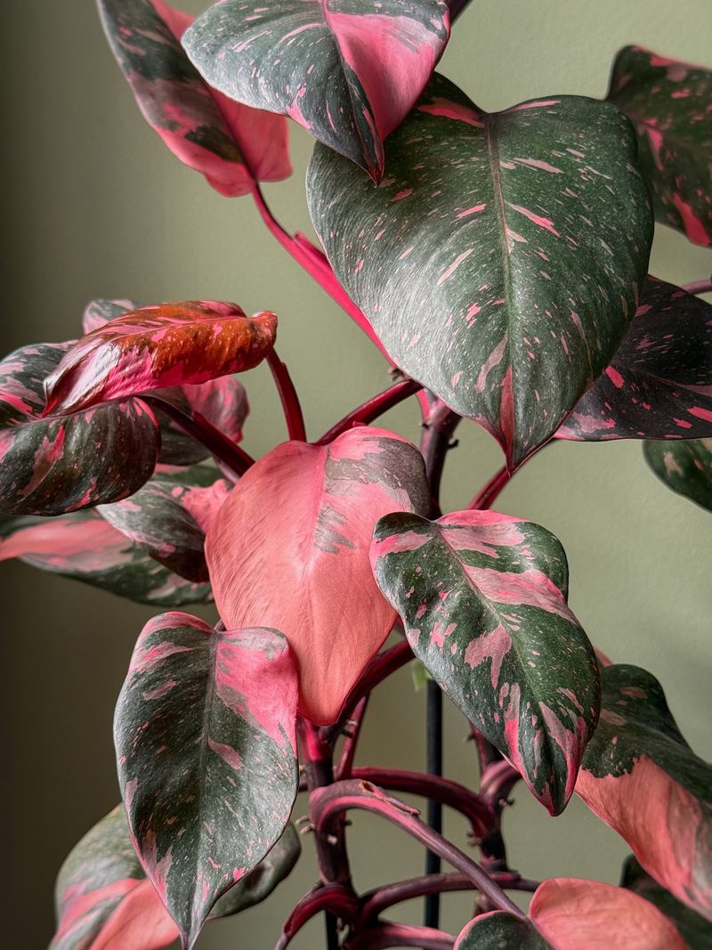 Philodendron Pink Princess