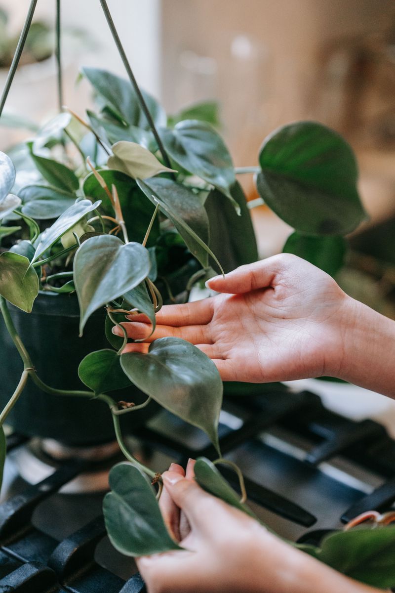 Philodendron Shares The Same Hidden Crystals Philodendron Shares The Same Hidden Crystals